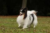 EPAGNEUL PAPILLON 056